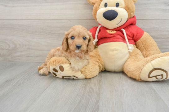 Playful Cavapoodle Poodle Mix Puppy