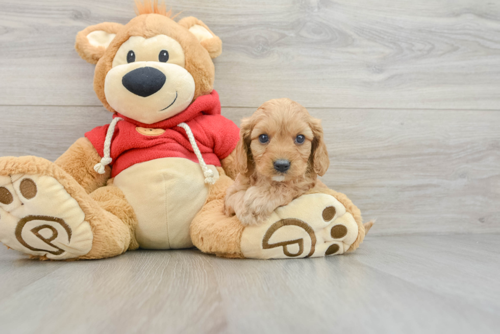 Smart Cavapoo Poodle Mix Pup