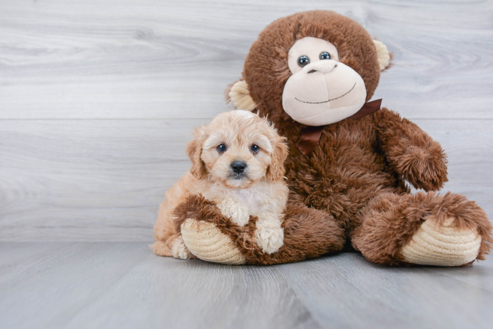 Cavapoo Puppy for Adoption