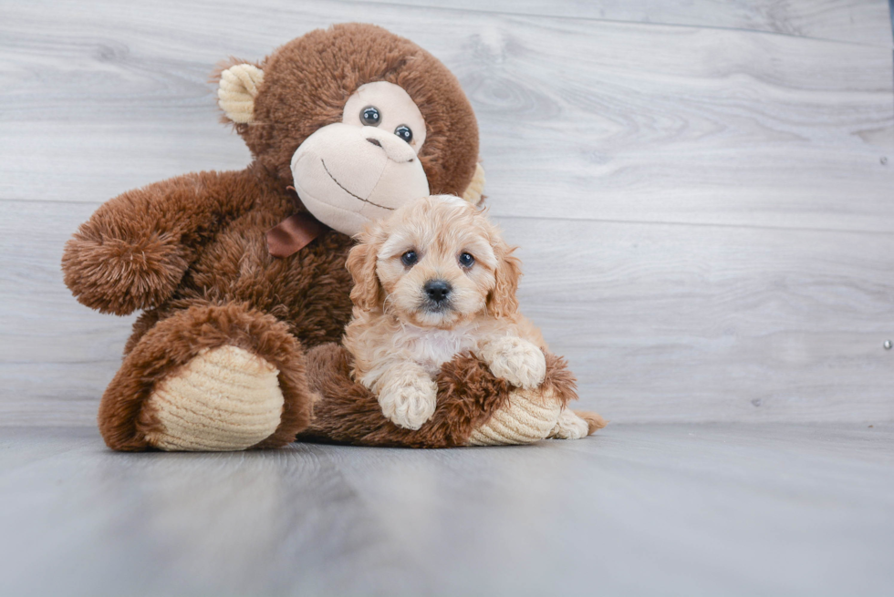 Cavapoo Puppy for Adoption