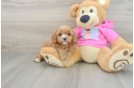 Best Cavapoo Baby