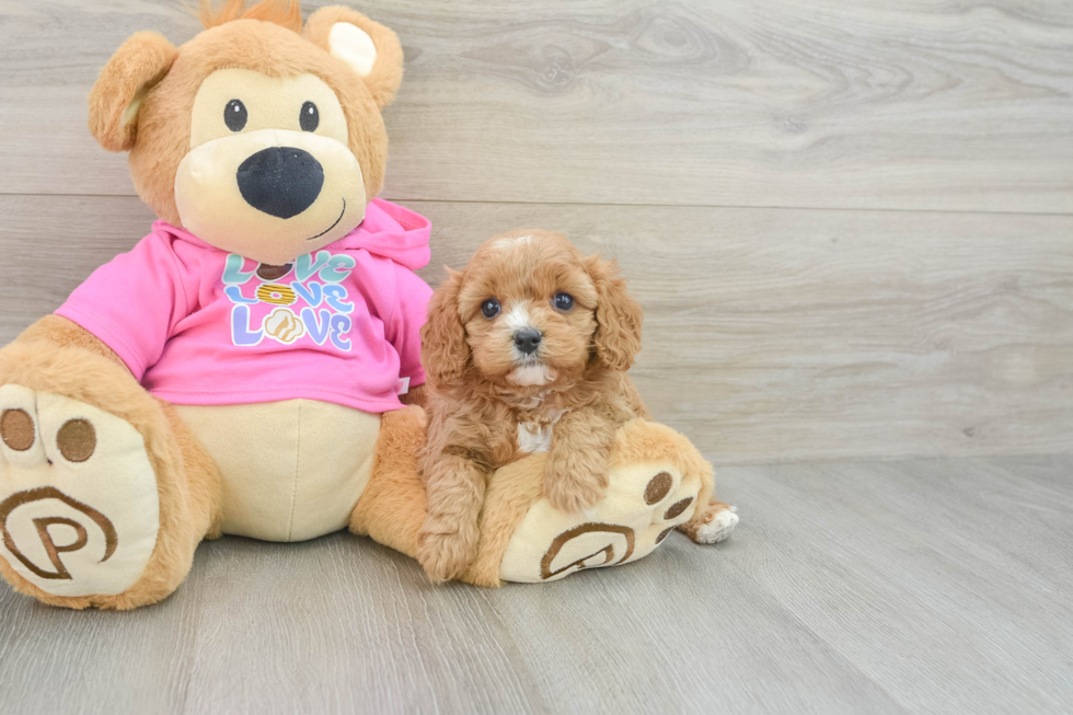 Adorable Cavalier King Charles Spaniel and Poodle Mix Poodle Mix Puppy