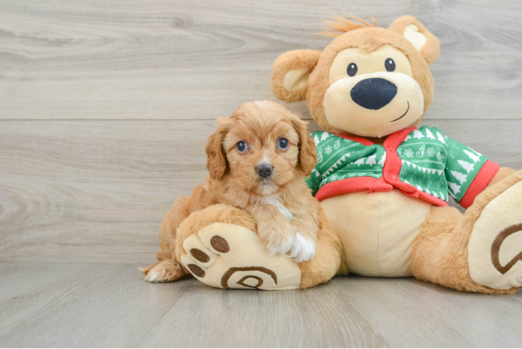 Best Cavapoo Baby