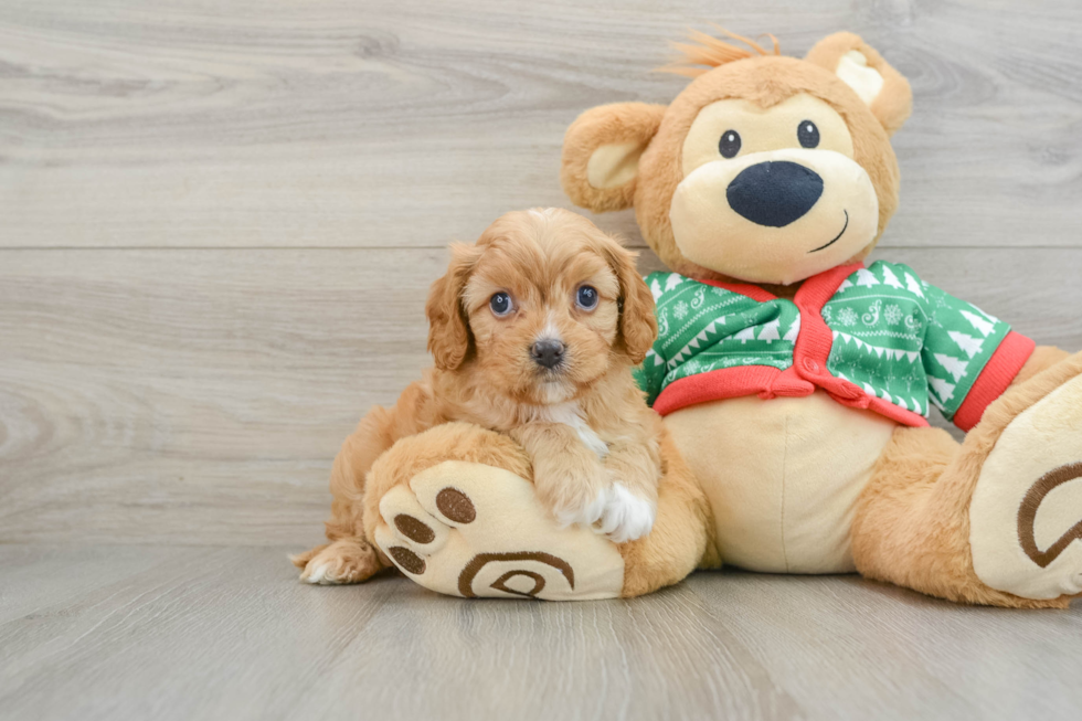 Best Cavapoo Baby