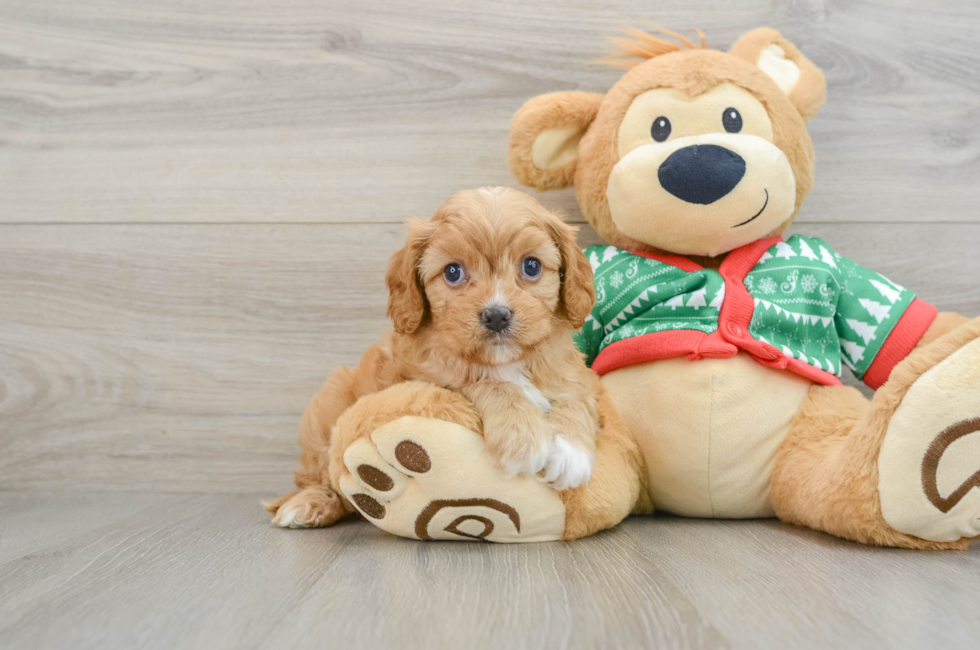 5 week old Cavapoo Puppy For Sale - Premier Pups