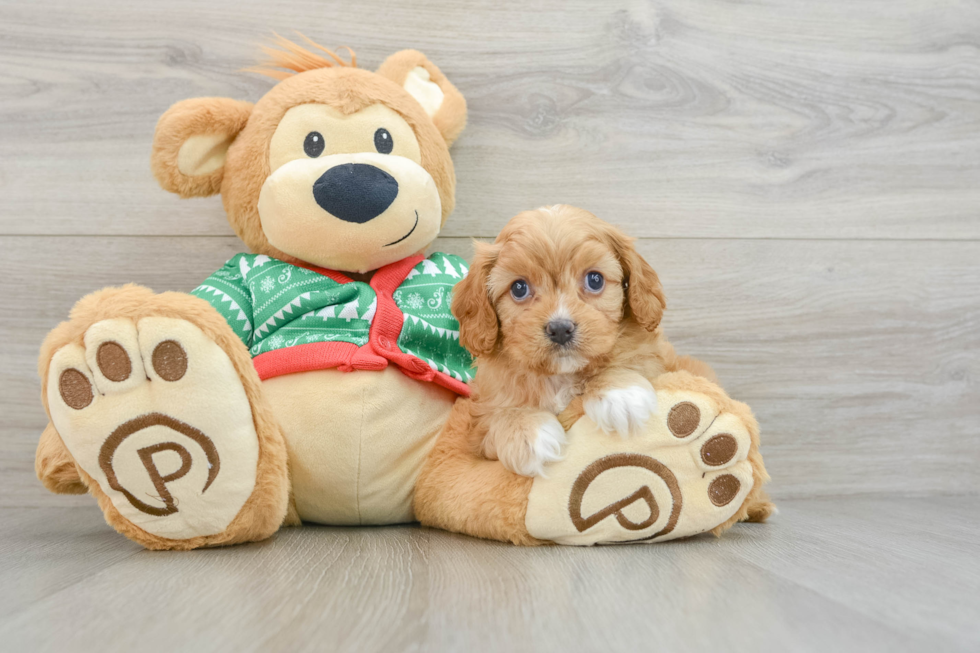 Adorable Cavalier King Charles Spaniel and Poodle Mix Poodle Mix Puppy