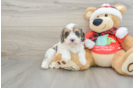 Playful Cavapoodle Poodle Mix Puppy