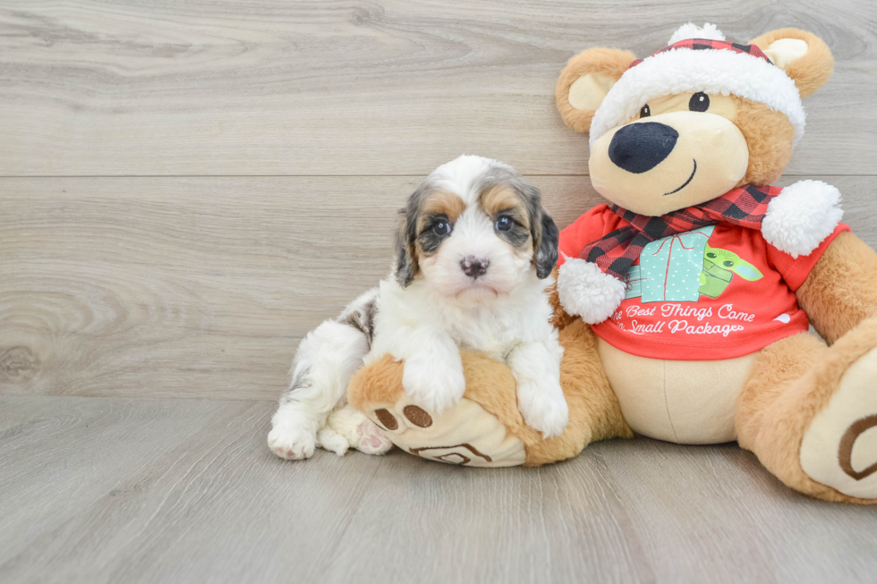 Playful Cavapoodle Poodle Mix Puppy