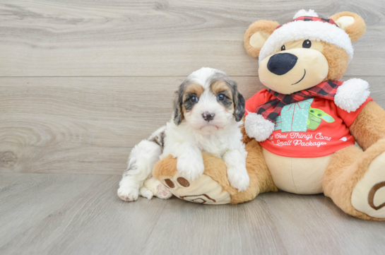 Playful Cavapoodle Poodle Mix Puppy