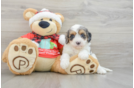 Cavapoo Puppy for Adoption