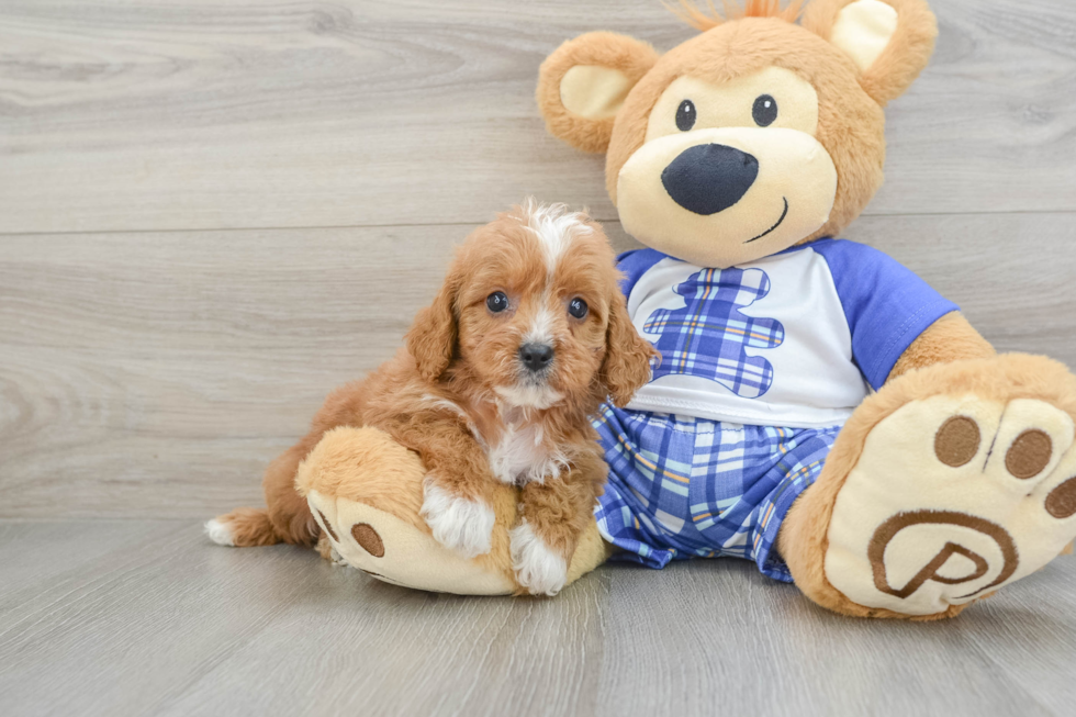 Cavapoo Pup Being Cute