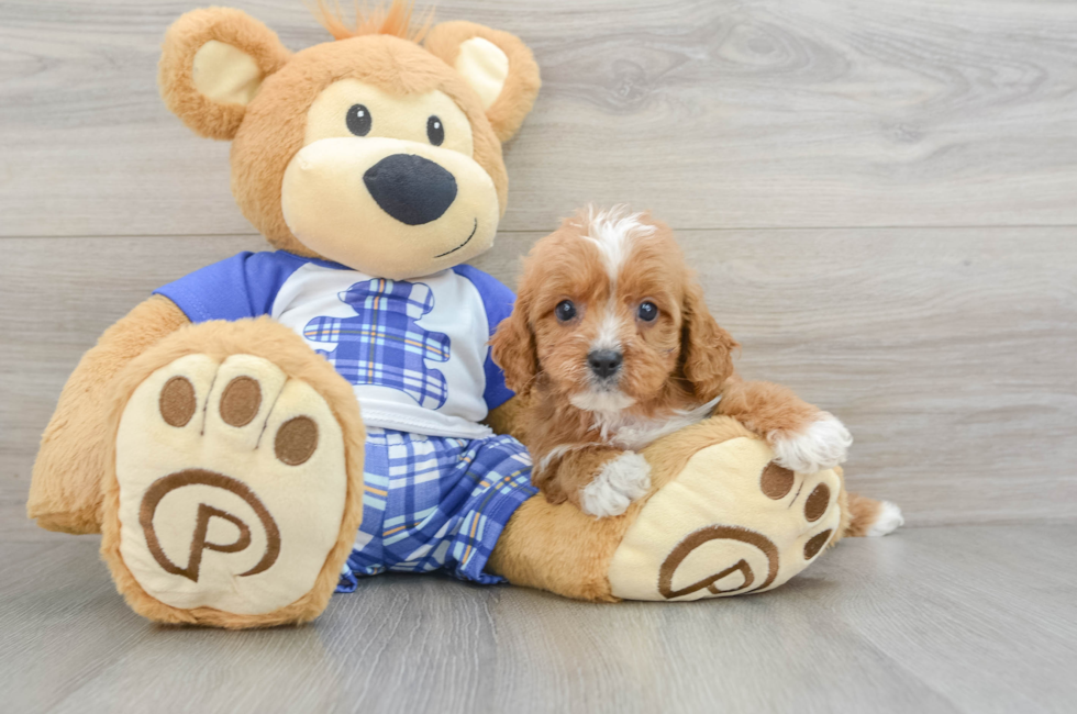 7 week old Cavapoo Puppy For Sale - Premier Pups