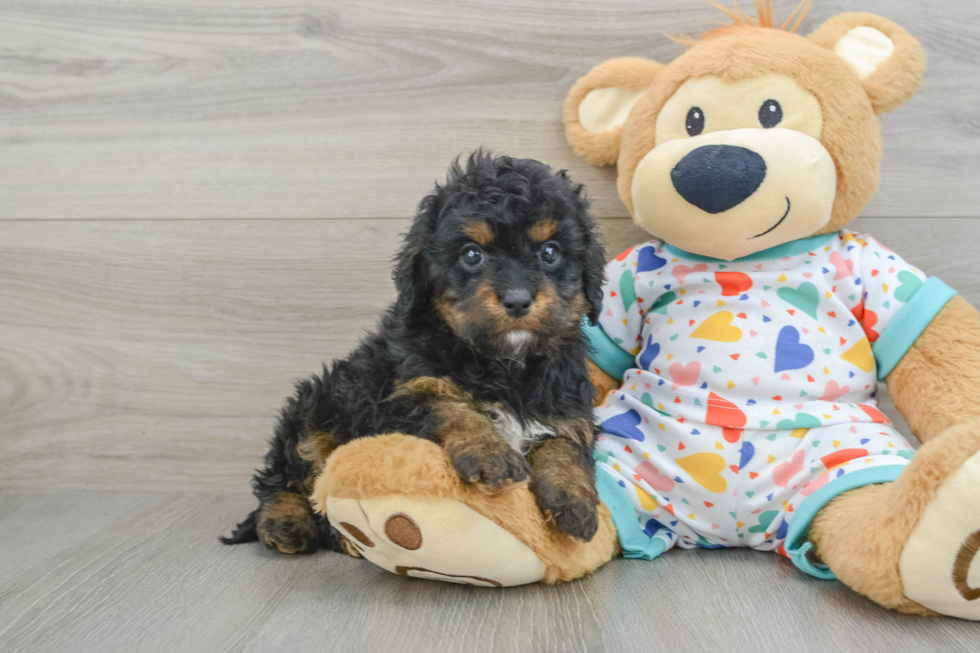 Cavapoo Pup Being Cute