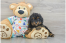 Cavapoo Puppy for Adoption