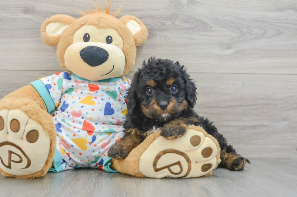 6 week old Cavapoo Puppy For Sale - Premier Pups