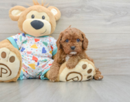 8 week old Cavapoo Puppy For Sale - Premier Pups