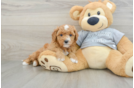 Best Cavapoo Baby