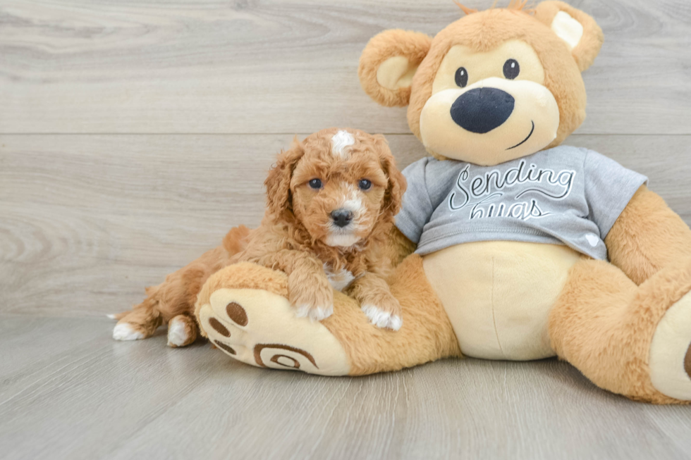 Best Cavapoo Baby