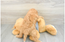 Fluffy Cavapoo Poodle Mix Pup