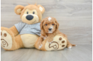 Cavapoo Puppy for Adoption