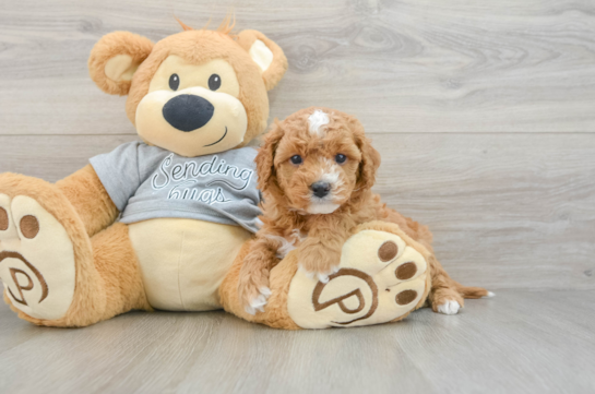 Cavapoo Puppy for Adoption