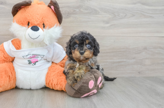 Hypoallergenic Cavadoodle Poodle Mix Puppy