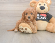 8 week old Cavapoo Puppy For Sale - Premier Pups