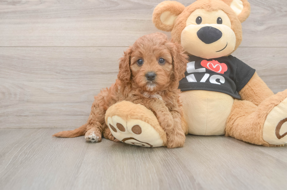 5 week old Cavapoo Puppy For Sale - Premier Pups