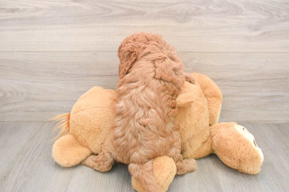 Cavapoo Puppy for Adoption