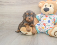 8 week old Cavapoo Puppy For Sale - Premier Pups