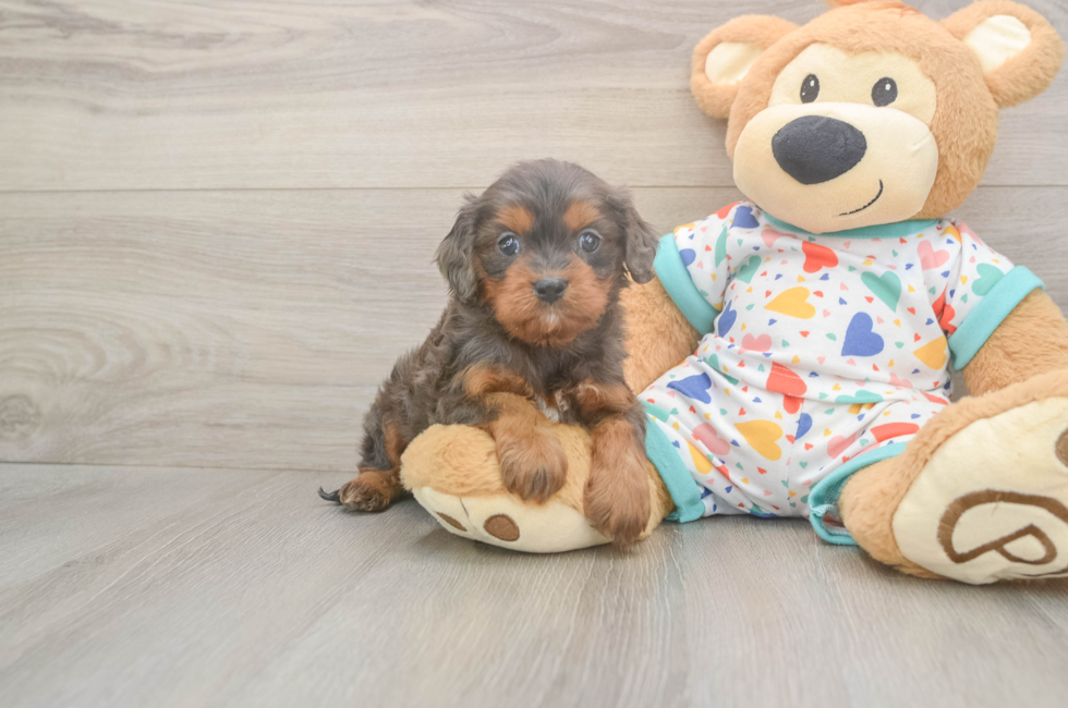 5 week old Cavapoo Puppy For Sale - Premier Pups
