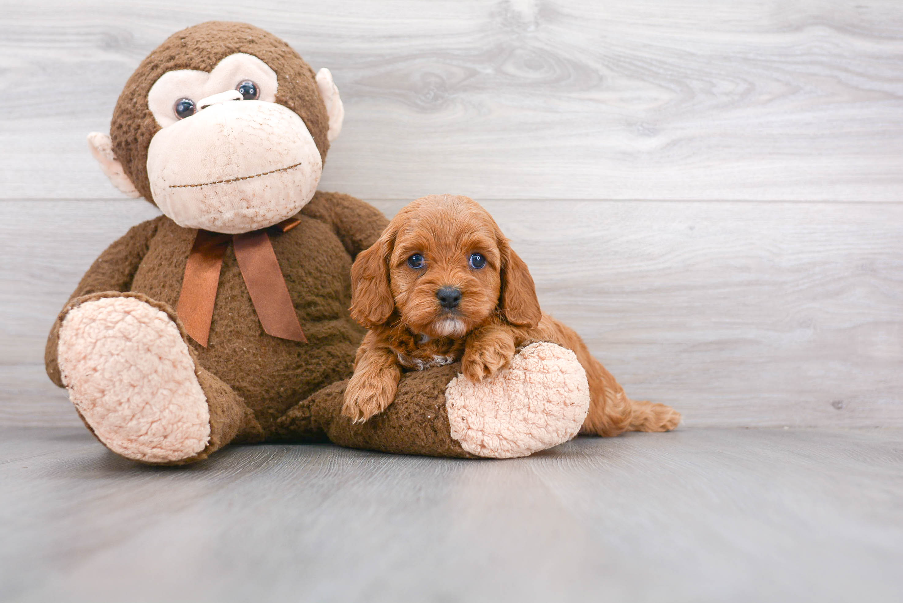 Cavapoo Pup Being Cute