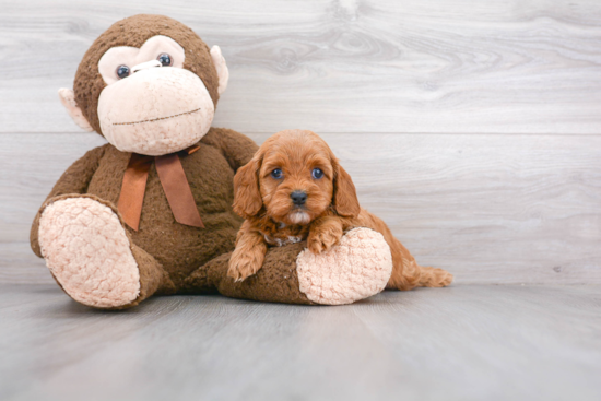 Cavapoo Pup Being Cute