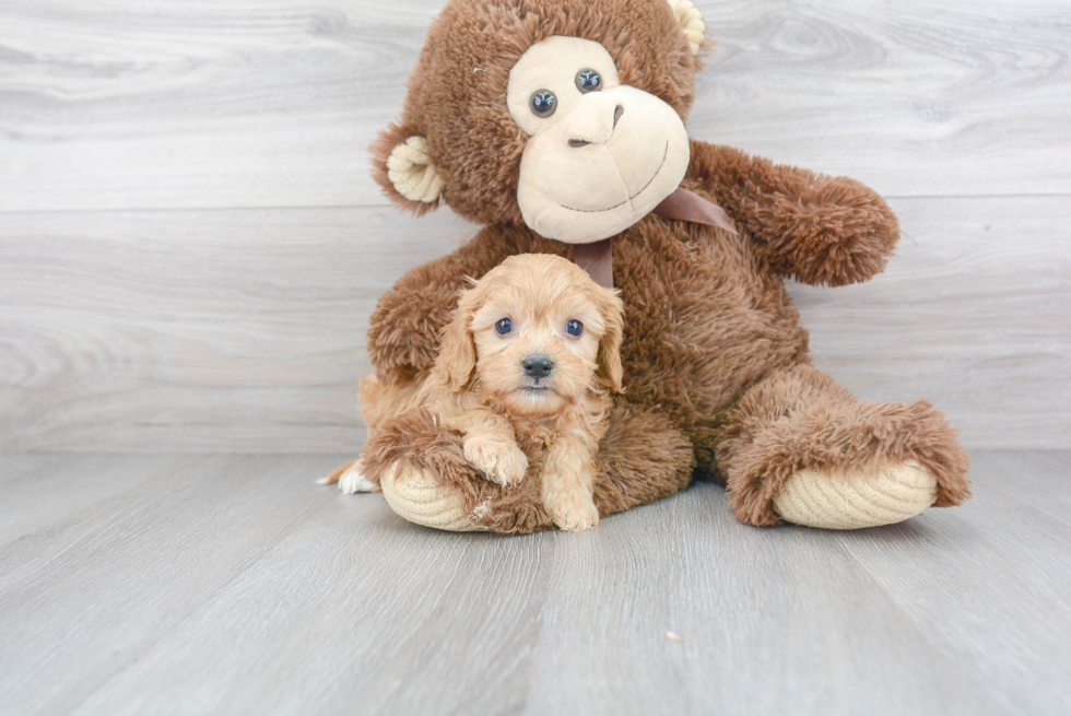 Fluffy Cavapoo Poodle Mix Pup