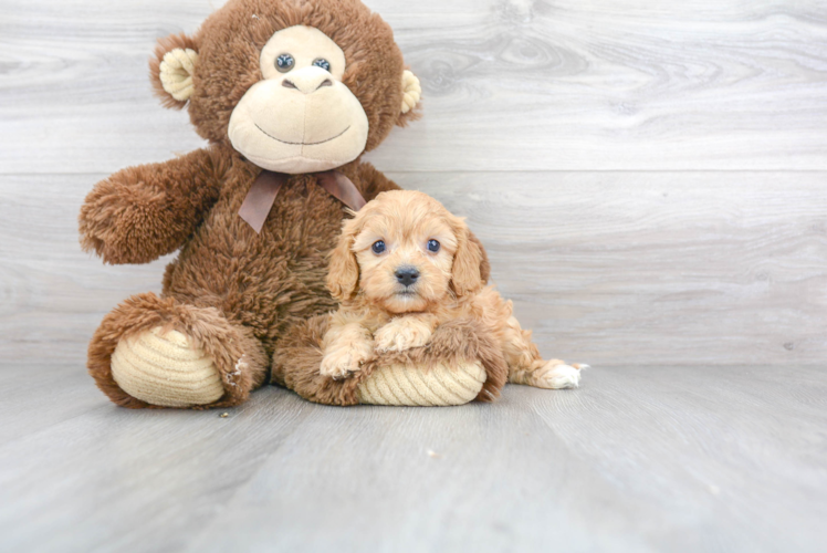 Small Cavapoo Baby