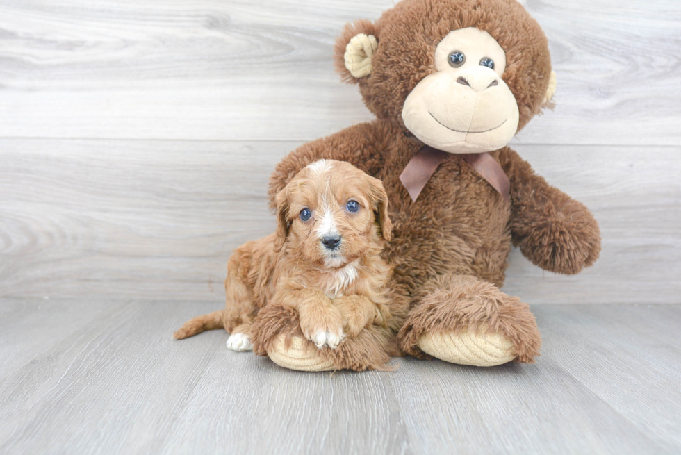 Energetic Cavoodle Poodle Mix Puppy