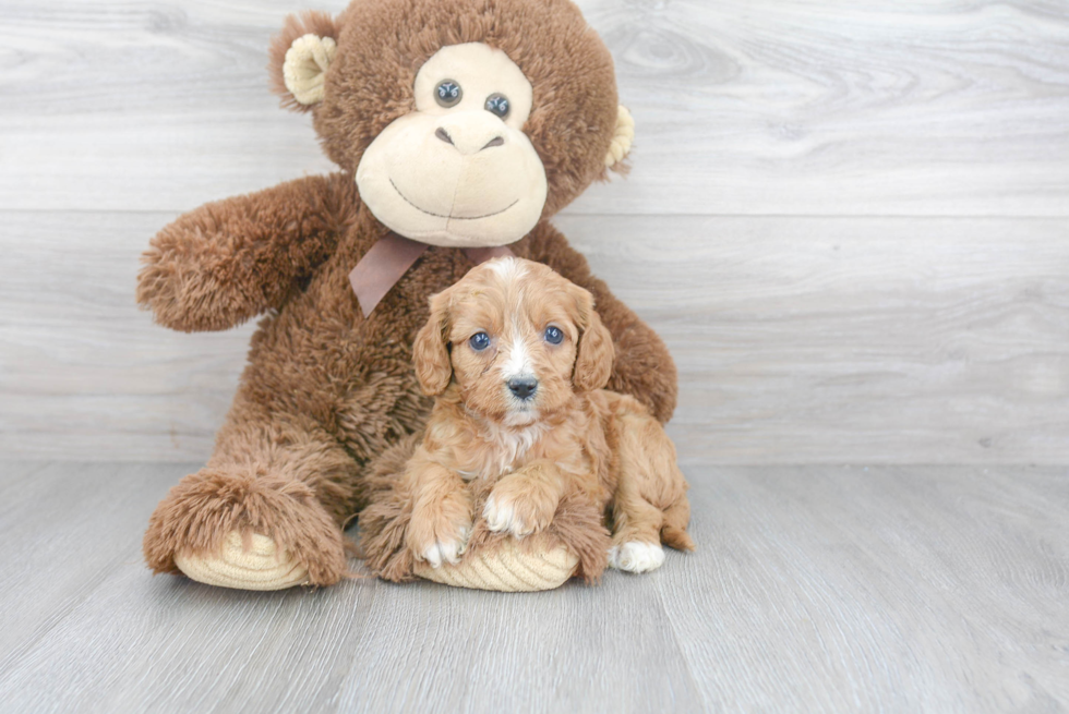 Best Cavapoo Baby