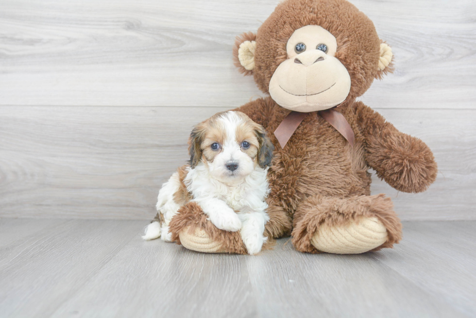 Playful Cavoodle Poodle Mix Puppy