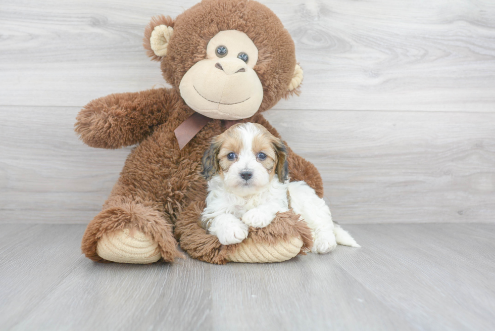 Cavapoo Pup Being Cute