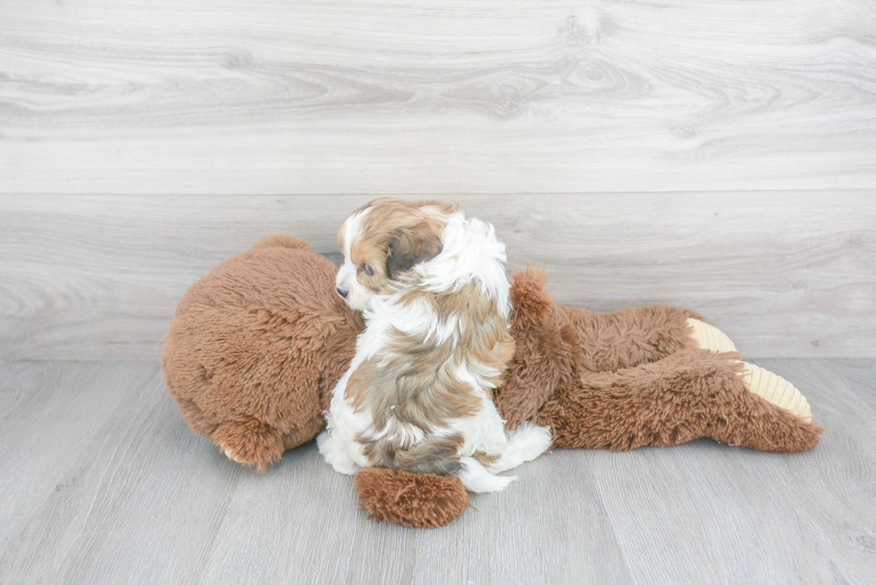 Funny Cavapoo Poodle Mix Pup