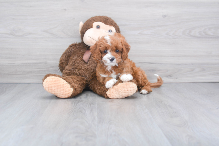 Sweet Cavapoo Baby