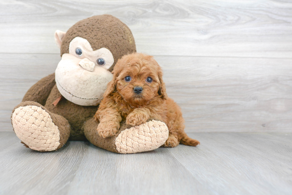 Cavapoo Puppy for Adoption