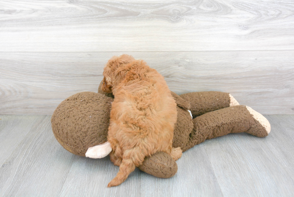 Cute Cavapoo Baby