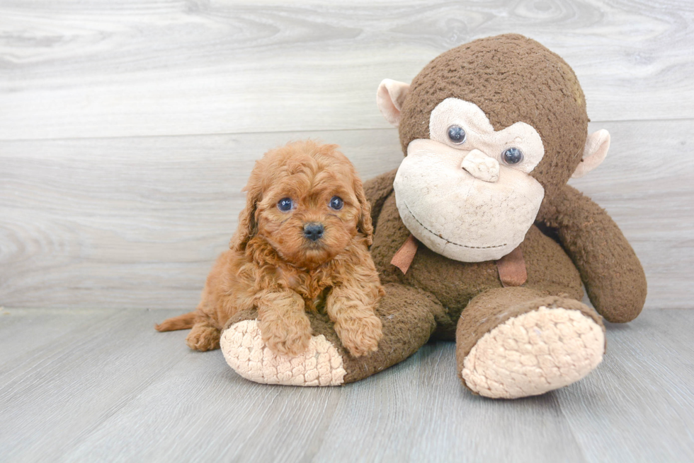 Funny Cavapoo Poodle Mix Pup