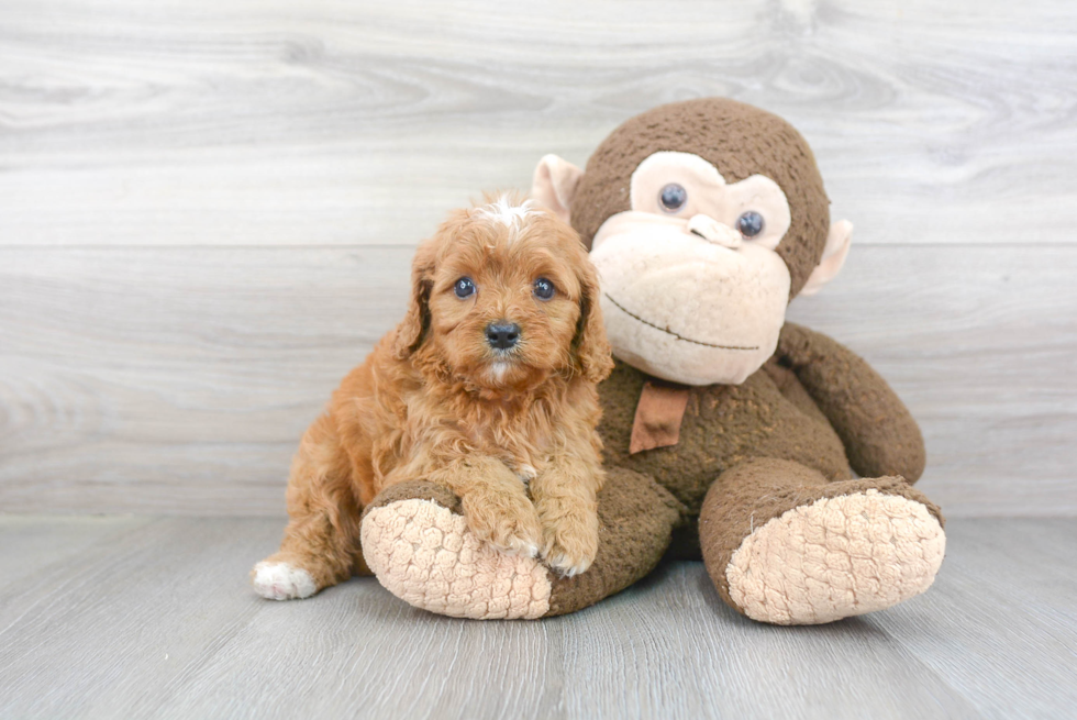 Cavapoo Pup Being Cute