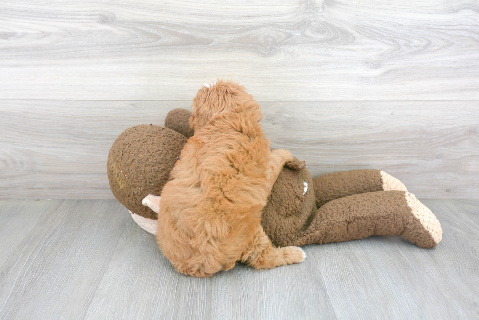 Happy Cavapoo Baby