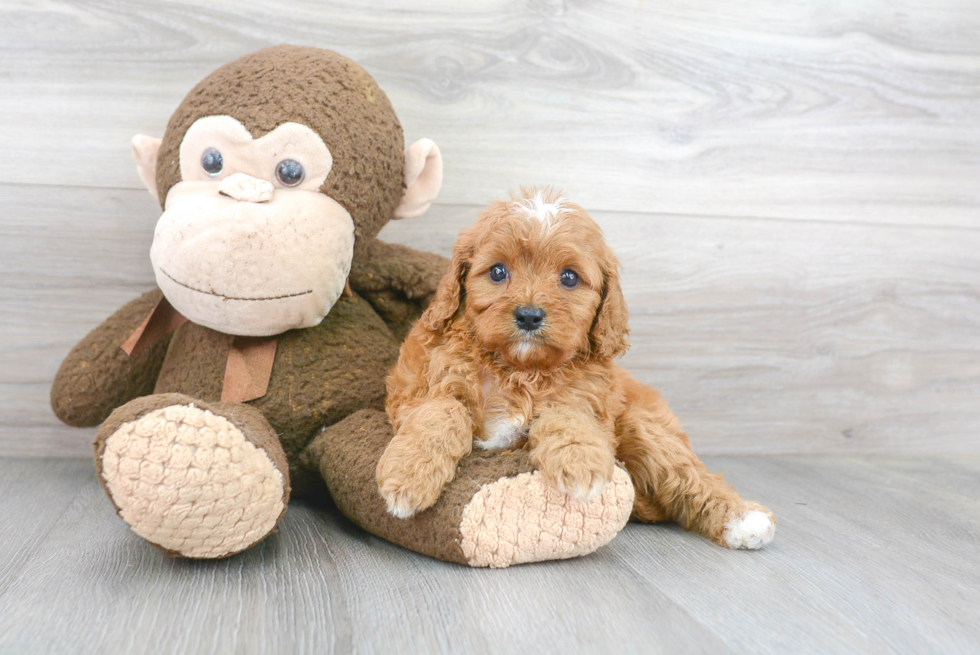 Cavapoo Pup Being Cute