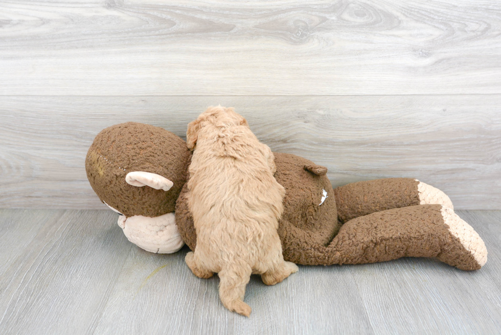 Happy Cavapoo Baby