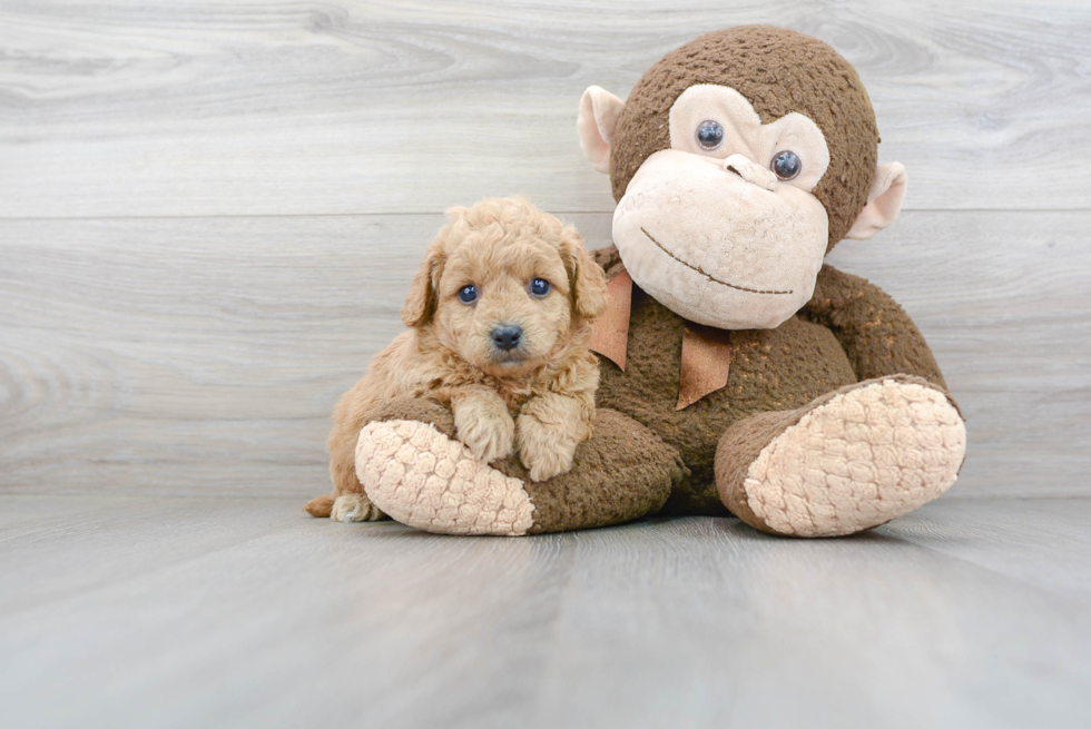 Best Cavapoo Baby