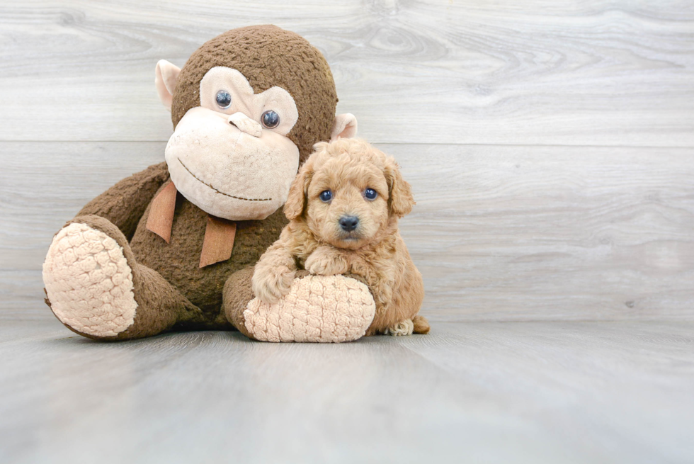 Hypoallergenic Cavoodle Poodle Mix Puppy